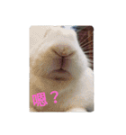 QRabbit（個別スタンプ：2）