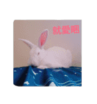 QRabbit（個別スタンプ：3）