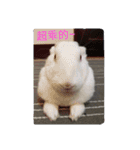 QRabbit（個別スタンプ：4）