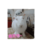 QRabbit（個別スタンプ：6）