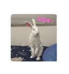 QRabbit（個別スタンプ：7）