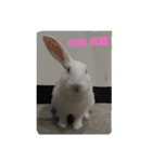 QRabbit（個別スタンプ：10）