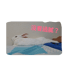 QRabbit（個別スタンプ：14）