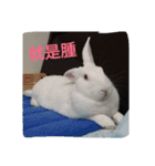 QRabbit（個別スタンプ：16）