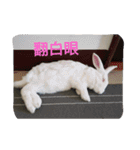 QRabbit（個別スタンプ：19）