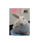 QRabbit（個別スタンプ：20）