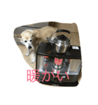 愛犬フォト（個別スタンプ：2）