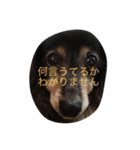 黒神犬（個別スタンプ：8）