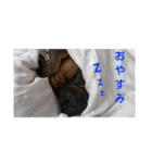 new boxer（個別スタンプ：3）