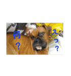 new boxer（個別スタンプ：5）