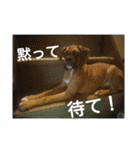 new boxer（個別スタンプ：10）