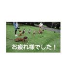 new boxer（個別スタンプ：12）