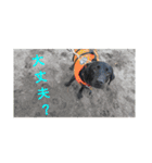 new boxer（個別スタンプ：13）