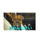 new boxer（個別スタンプ：16）