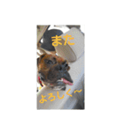new boxer（個別スタンプ：19）