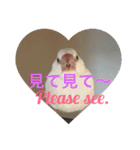 可愛い文鳥（個別スタンプ：1）