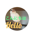可愛い文鳥（個別スタンプ：3）