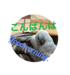 可愛い文鳥（個別スタンプ：4）
