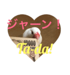 可愛い文鳥（個別スタンプ：8）