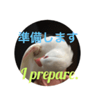 可愛い文鳥（個別スタンプ：9）