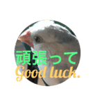 可愛い文鳥（個別スタンプ：10）