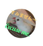 可愛い文鳥（個別スタンプ：14）