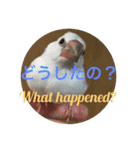 可愛い文鳥（個別スタンプ：15）