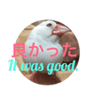 可愛い文鳥（個別スタンプ：18）