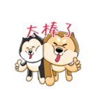 shiba inu genki（個別スタンプ：3）