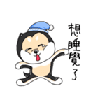 shiba inu genki（個別スタンプ：18）