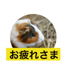 かわいい動物たち1（個別スタンプ：1）