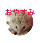 かわいい動物たち1（個別スタンプ：7）