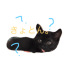 黒猫ハニ3（個別スタンプ：15）