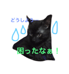 黒猫ハニ3（個別スタンプ：20）