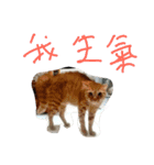 only cat cat（個別スタンプ：4）