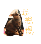 only cat cat（個別スタンプ：8）