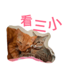 only cat cat（個別スタンプ：14）