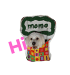 Domineering dog - MOMO（個別スタンプ：1）