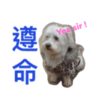 Domineering dog - MOMO（個別スタンプ：6）