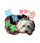 Domineering dog - MOMO（個別スタンプ：9）