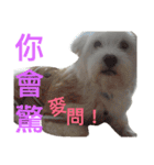 Domineering dog - MOMO（個別スタンプ：10）