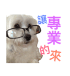 Domineering dog - MOMO（個別スタンプ：12）