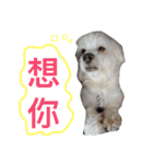 Domineering dog - MOMO（個別スタンプ：13）