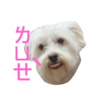 Domineering dog - MOMO（個別スタンプ：14）