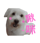 Domineering dog - MOMO（個別スタンプ：15）