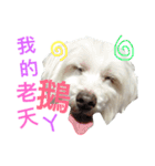 Domineering dog - MOMO（個別スタンプ：16）