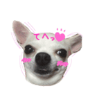 マイ犬スタンプ(はるちゃんver.)（個別スタンプ：2）