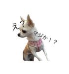 マイ犬スタンプ(はるちゃんver.)（個別スタンプ：4）