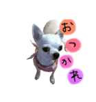 マイ犬スタンプ(はるちゃんver.)（個別スタンプ：6）