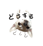 マイ犬スタンプ(はるちゃんver.)（個別スタンプ：7）